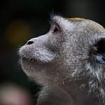 Absolute Best Budget Lenses