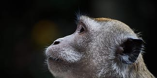 Absolute Best Budget Lenses